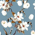 Magnolia
